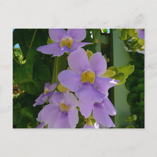 Sky Flower Vine Tropical Paars Floral Briefkaart (Voorkant)