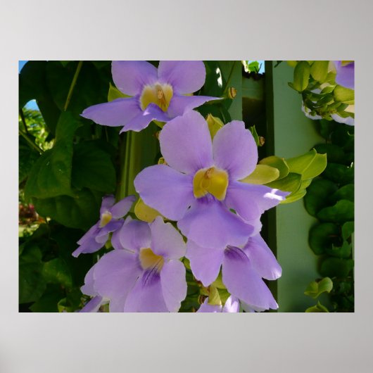 Sky Flower Vine Tropical Paars Floral Poster (Voorkant)