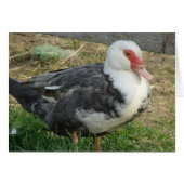 Sky Jr. (Voorkant Horizontaal)