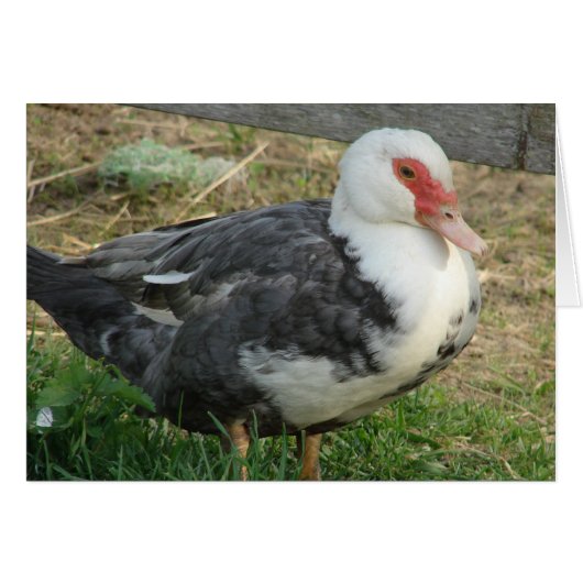 Sky Jr. (Voorkant Horizontaal)