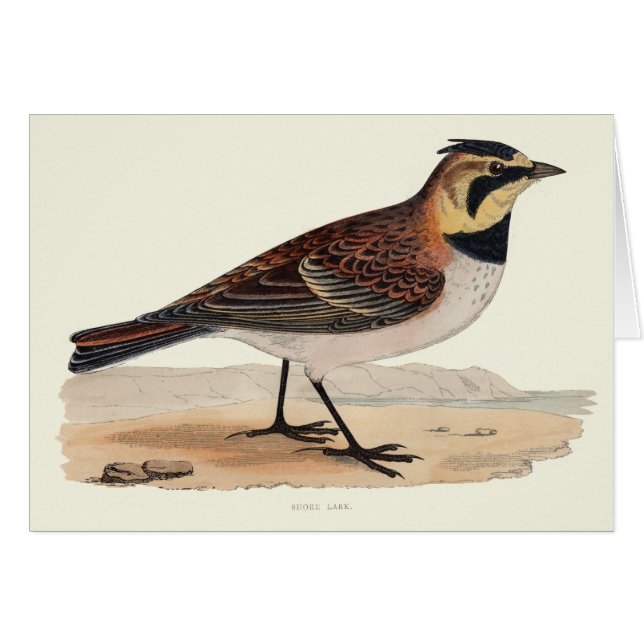 SKY LARK BLANK CARD (Voorkant Horizontaal)