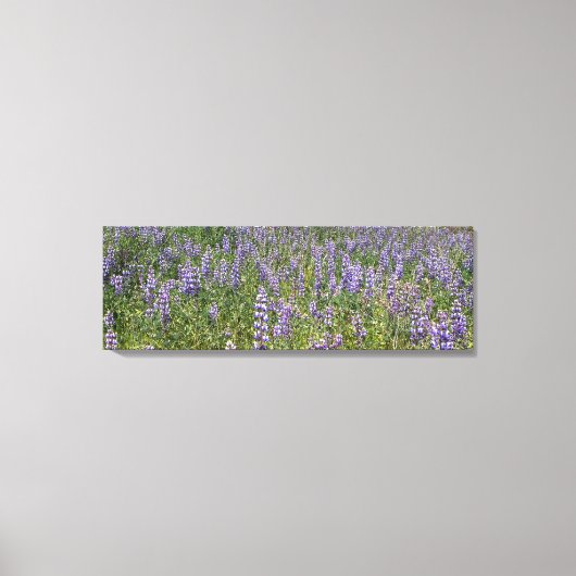 Sky Lupines Canvas Afdruk (Voorkant)