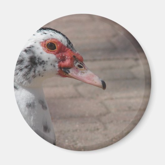 Sky Magneet (Voorkant)