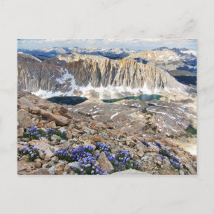 Sky Pilot Flowers, Mt. Whitney, Californië Briefkaart