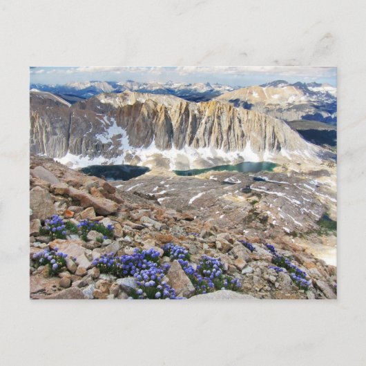 Sky Pilot Flowers, Mt. Whitney, Californië Briefkaart (Voorkant)