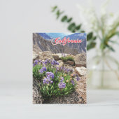 Sky Pilot Flowers, University Peak, Californië Briefkaart (Staand voorkant)
