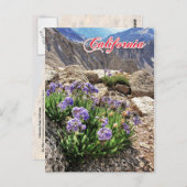 Sky Pilot Flowers, University Peak, Californië Briefkaart (Voorkant / Achterkant)