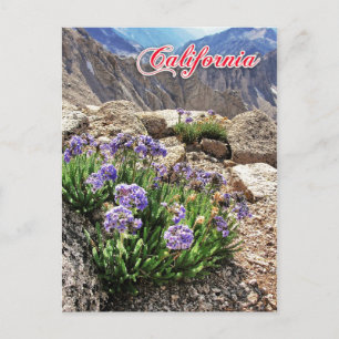 Sky Pilot Flowers, University Peak, Californië Briefkaart