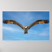 Sky Sovereign: Osprey in Flight Poster (Voorkant)