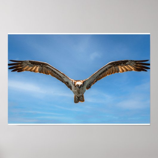 Sky Sovereign: Osprey in Flight Poster (Voorkant)