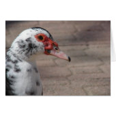 Sky the Muscovy Hen Duck (Voorkant Horizontaal)