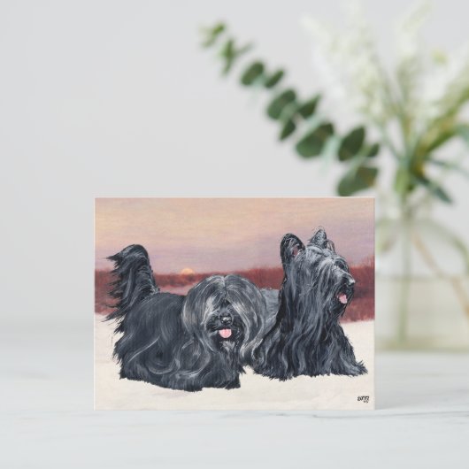 Skye Terriers lopen op Sunset Briefkaart (Staand voorkant)