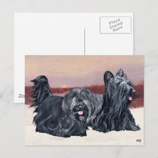 Skye Terriers lopen op Sunset Briefkaart (Voorkant / Achterkant)