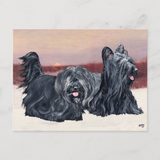 Skye Terriers lopen op Sunset Briefkaart (Voorkant)