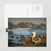 Skylark Seagull Briefkaart (Voorkant / Achterkant)