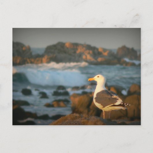 Skylark Seagull Briefkaart (Voorkant)