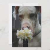 Sla de datum op: nieuw strooisel verwacht kaart (Voorkant)