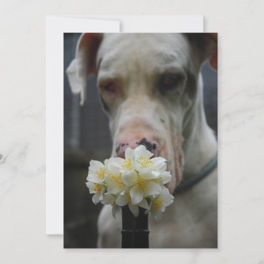 Sla de datum op: nieuw strooisel verwacht kaart (Voorkant)