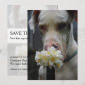 Sla de datum op: nieuw strooisel verwacht kaart (Voorkant / Achterkant)