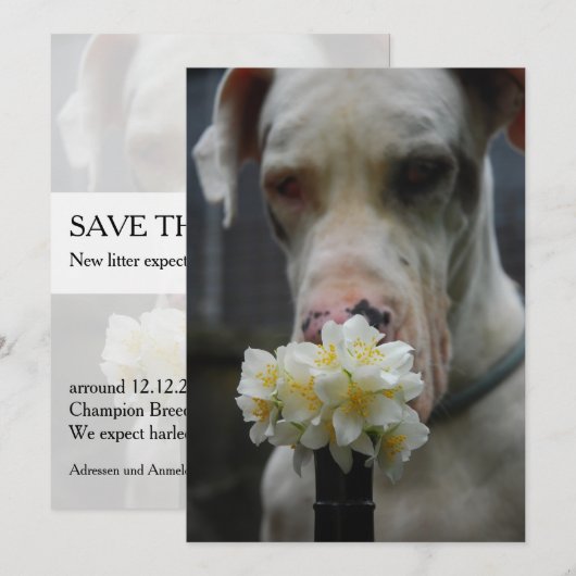 Sla de datum op: nieuw strooisel verwacht kaart (Voorkant / Achterkant)