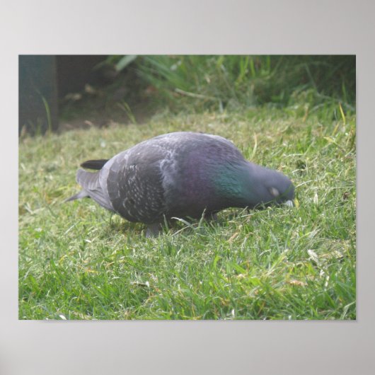 Slaande Duif Print (Voorkant)