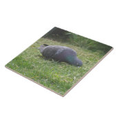 Slaande Duiven Tegel Tegeltje (Zijkant)