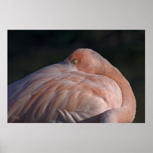 Slaande Flamingo Print