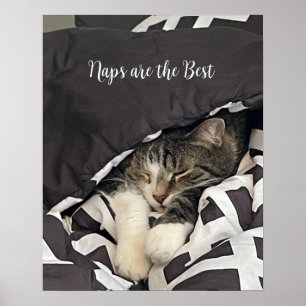 Slaande Kat Poster