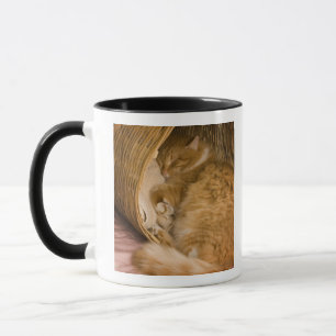 Slaande oranje tabby in wasmand mok