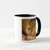 Slaande oranje tabby in wasmand mok (Voorkant rechts)