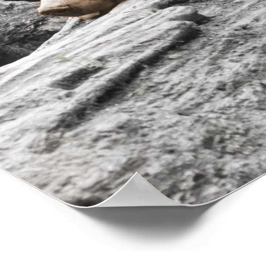 Slaap Beer op log Rustic Cabine Poster (Hoek)