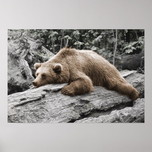 Slaap Beer op log Rustic Cabine Poster (Voorkant)