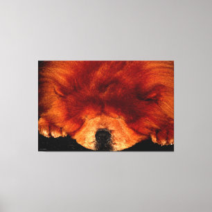 Slaap Chow Chow 60x40 (150x100cm) waccnm Canvas Afdruk