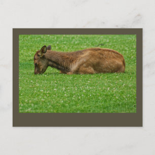 Slaap kleine briefkaart