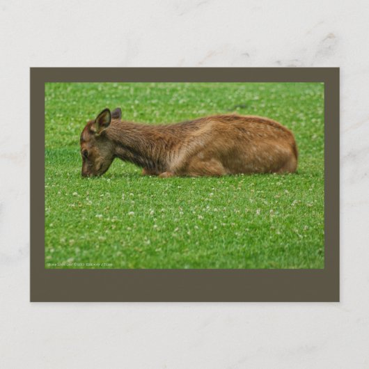 Slaap kleine briefkaart (Voorkant)
