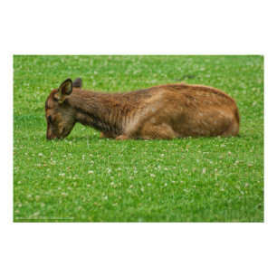 Slaap kleine foto afdruk