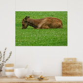 Slaap kleine poster (Keuken)