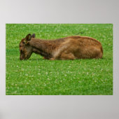 Slaap kleine poster (Voorkant)