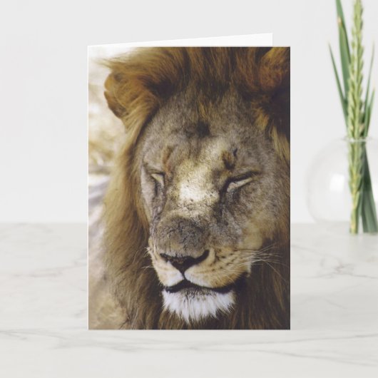 Slaap Simba (Leeuw) Kaart (Voorkant)