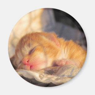 Slaap Tight Sweet Kat Magneet