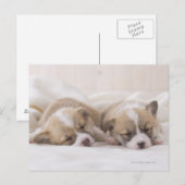 Slaap twee Welse Corgi Briefkaart (Voorkant / Achterkant)