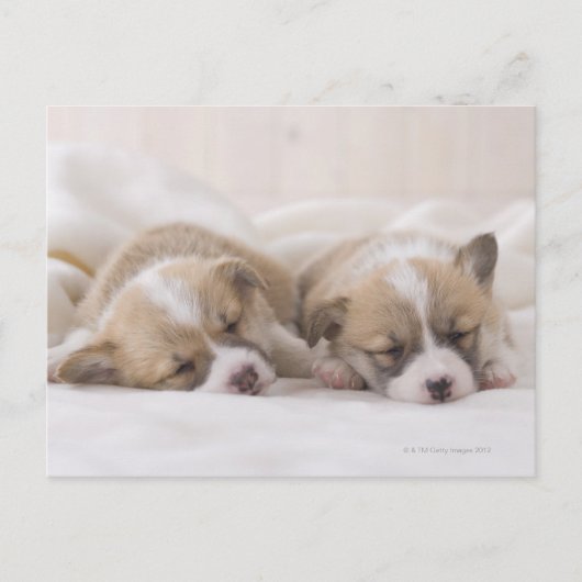 Slaap twee Welse Corgi Briefkaart (Voorkant)