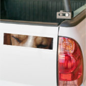 Slaapbeagle Bumpersticker (Op Truck)