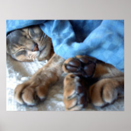 Slaapblauw Aby Cat in Blue Poster