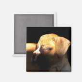 Slaapboxer puppy magneet (Voorkant / Achterkant)