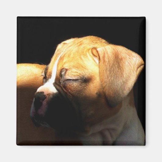 Slaapboxer puppy magneet (Voorkant)