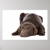 SlaapChocolade Labrador Poster (Voorkant)