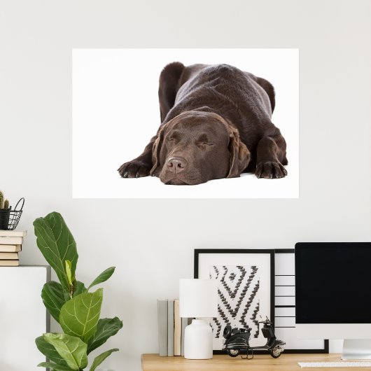 SlaapChocolade Labrador Poster (Thuiskantoor)