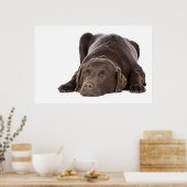 SlaapChocolade Labrador Poster (Keuken)