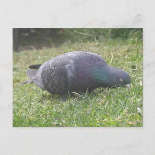 Slaapduif Briefkaart (Voorkant)